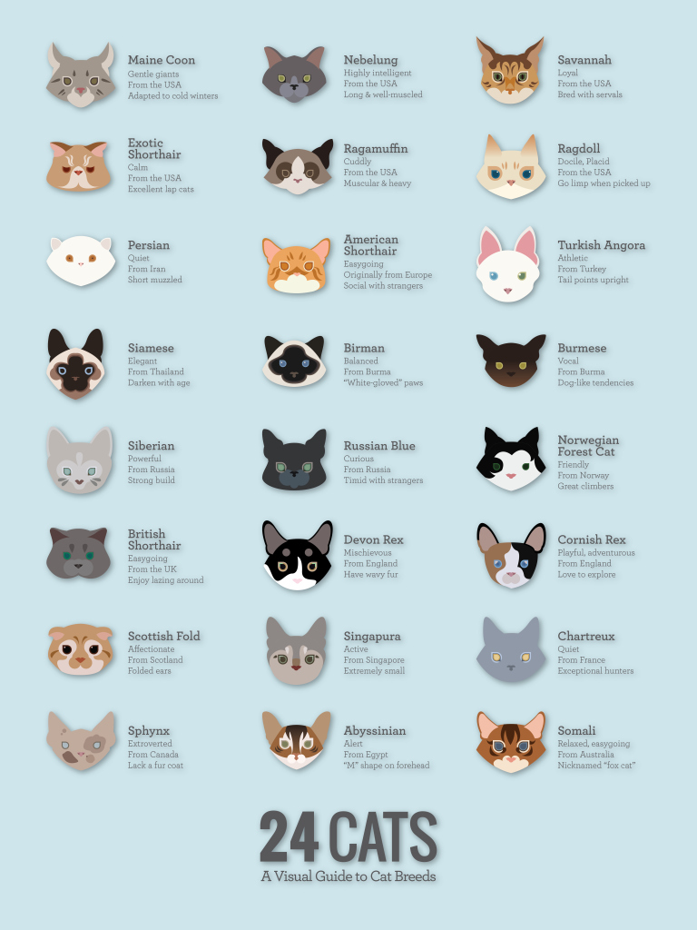 Cat Breed Identification Chart